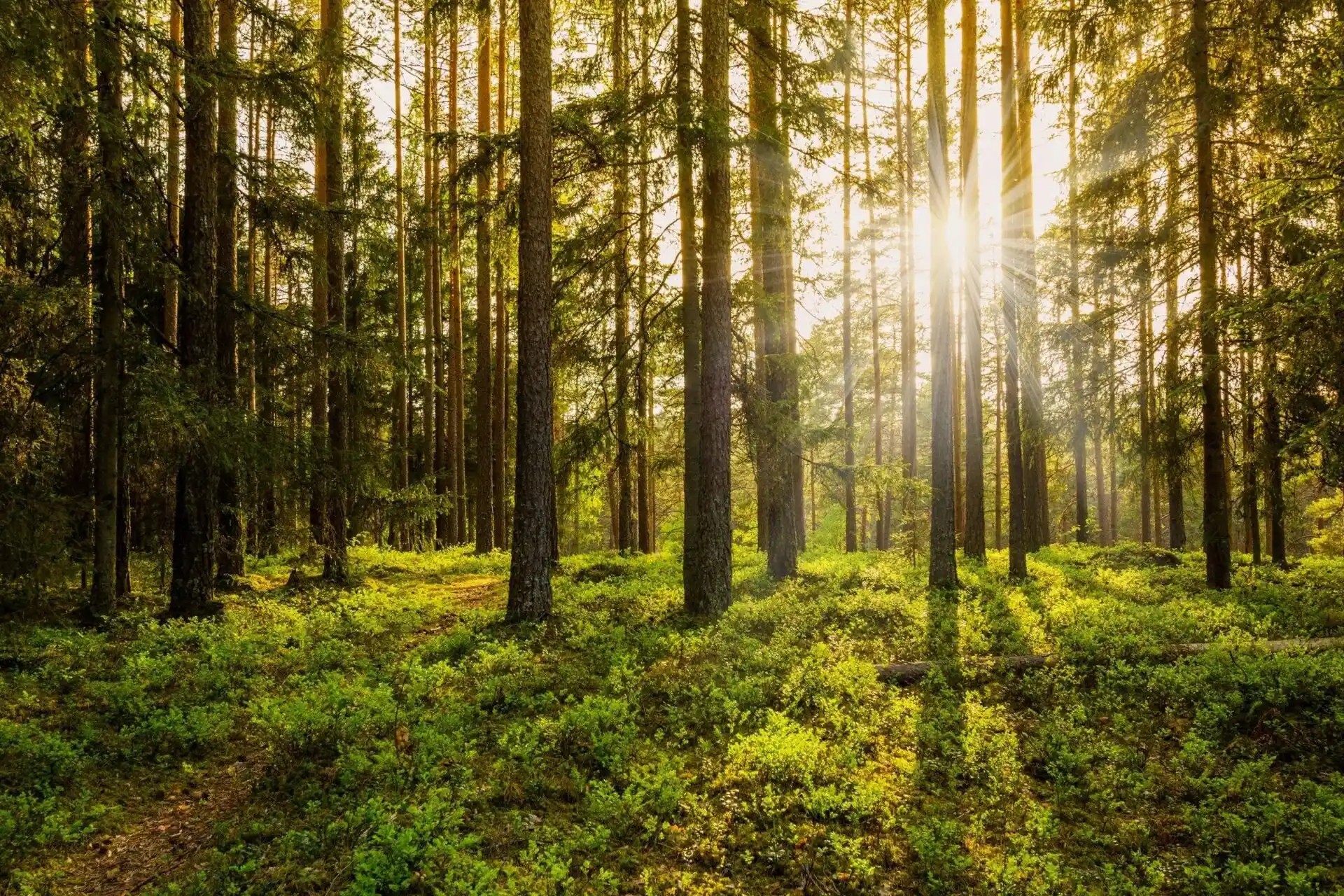 A forest with trees and grass in the foreground.